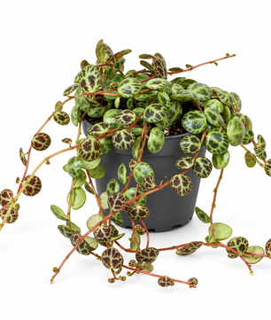 Peperomia Prostrata 'String of Turtles' 6cm Pot Baby House Plant