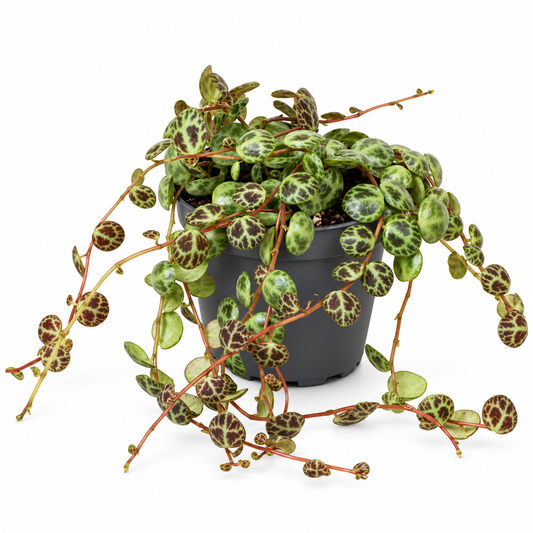 Peperomia Prostrata 'String of Turtles' 6cm Pot Baby House Plant