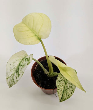 Monstera White Monster Rare 6cm Pot Collectors Houseplant