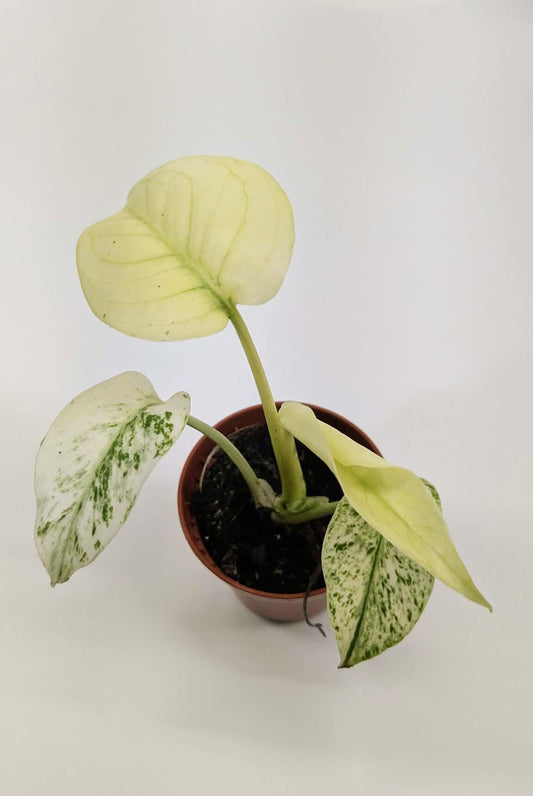 Monstera White Monster Rare 6cm Pot Collectors Houseplant