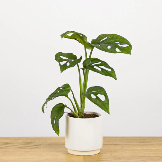 Monstera Adansonii Monkey Mask