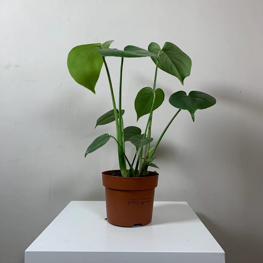 Monstera Deliciosa