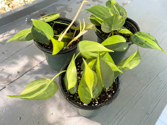 20 - 30cm Philodendron Scandens Brasil 12cm Pot