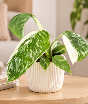 Philodendron 'Jose Bueno' 6cm Pot House Plant