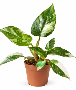 Philodendron White Princess 12cm Pot House Plant
