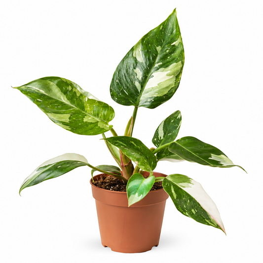 Philodendron White Princess 12cm Pot House Plant