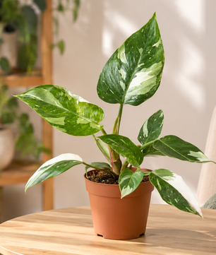 Philodendron White Princess 12cm Pot House Plant