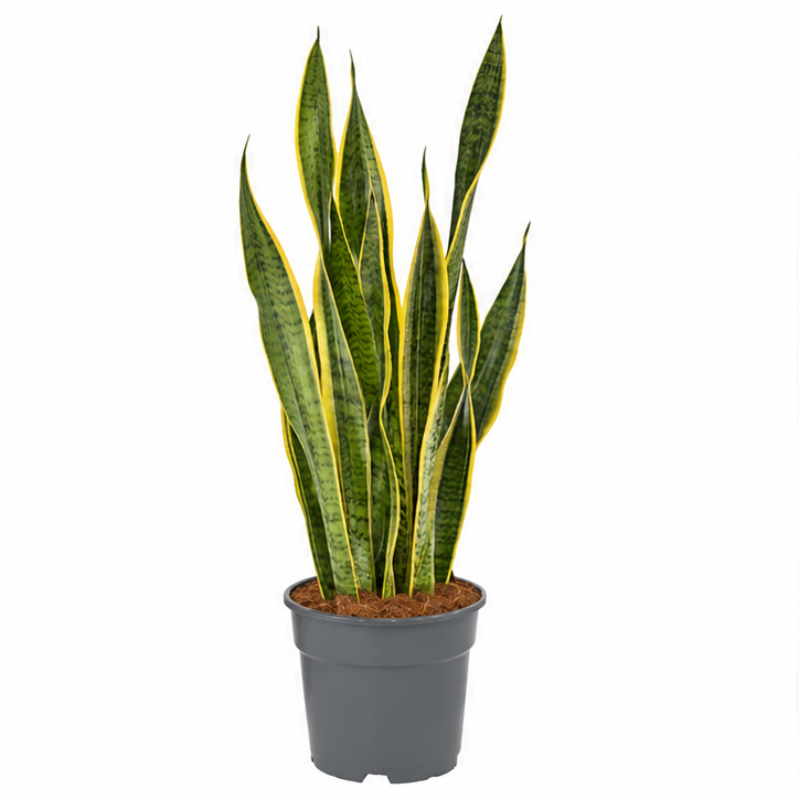 Sansevieria Laurentii Snake House Plant