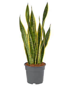 60 - 80cm Sansevieria Laurentii Snake 19cm Pot House Plant