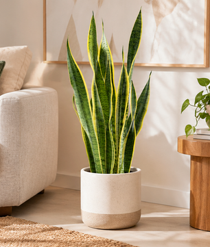 70 - 90cm Sansevieria Laurentii Snake 21cm Pot House Plant