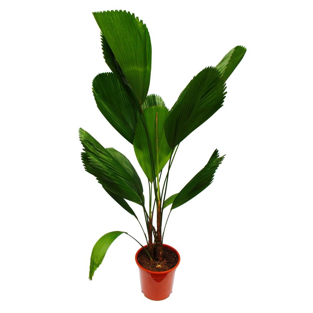 65 - 80cm Licuala Grandis Fan Palm 19cm Pot Houseplant